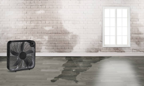 Best Professional water damage repair  in Alexander, AR
